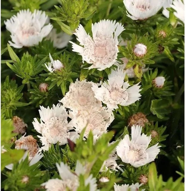 Stokesia laevis Kornblumenaster Träumerei als mehrjährige Staude für Staudenbeete, Moorbeete und Steingärten - Bild 1