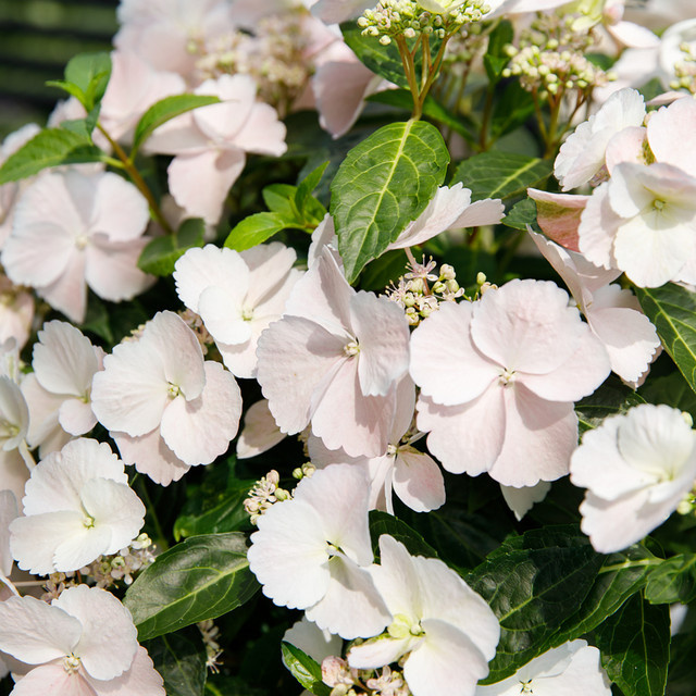 Girlandenhortensie Runaway Bride in Weiß als Kletterstrauch für den Garten - Bild 1