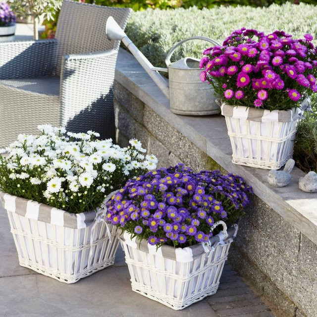 Balkonblumen Farbenfroher Herbst von Mein schöner Garten Shop, 6 Astern in Bunt (Lila, Weiß, Rosa, Mehrfarbig) - Bild 1
