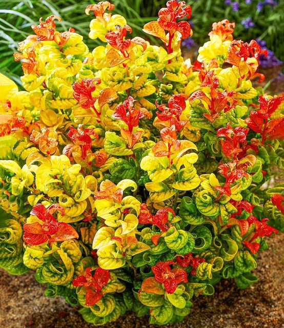 Traubenheide Curly Gold® - Bild 1