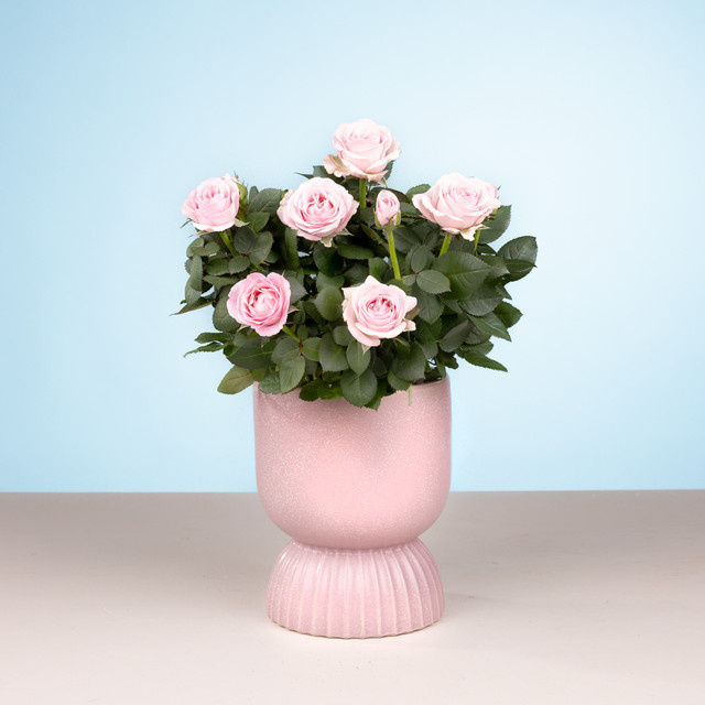 Rosie's Dream Keramik-Vase von BLUME2000 in Pink und Lightpink mit Rillenmuster, B/T/H: 14,0 x 14,0 x 40,0 cm - Bild 1