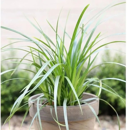 Teppich Japan Segge Carex foliosissima in Irish Green als Bodendecker für den Garten