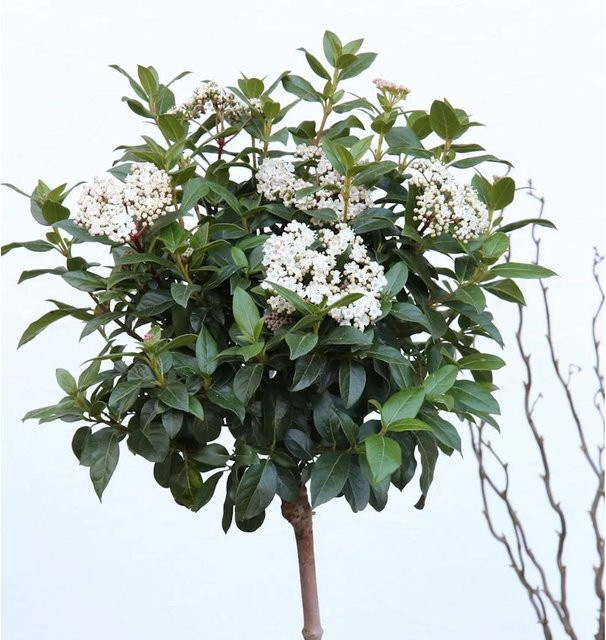 Hochstamm Wintergrüner Schneeball Winton Viburnum hillieri in Weiß und Grün, Höhe: 80-100 cm - Bild 1