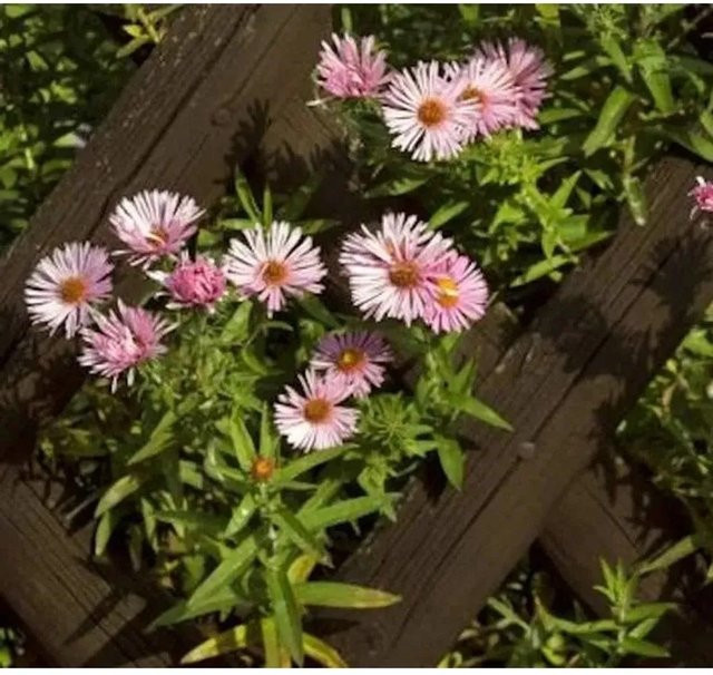 Rauhblattaster Sieger Aster novae angliae in Rosa als mehrjährige Schnittpflanze für den Garten - Bild 1