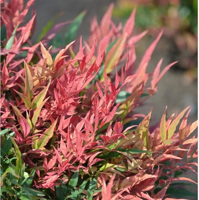 Nandina domestica Himmelsbambus Blush Pink in Pink und Rot, Höhe: 60-80 cm - Bild 1
