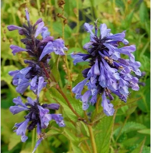 Sibirische Katzenminze Nepeta sibirica als mehrjährige Gartenpflanze im Topf - Bild 1