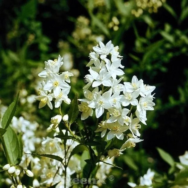 Deutzia scabra Yuki Snowflake Maiblumenstrauch, weiß, Höhe: 40-60 cm - Bild 1