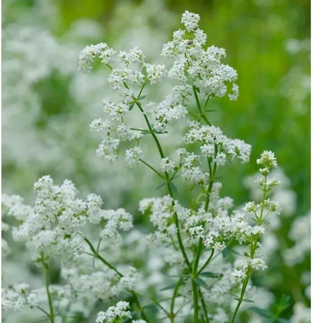 Nordisches Labkraut Galium boreale mit weißen Blüten für deinen Garten - Bild 1