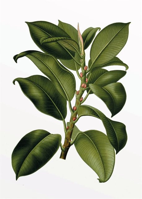 Komar Wandbild Elastica Tree in Grün, Poster auf Qualitätsvlies, Breite: 30 cm, Höhe: 40 cm - Bild 1