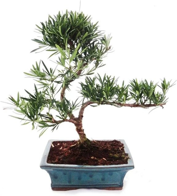Exotenherz Podocarpus Kleinblättrige Steineibe Outdoor Bonsai Baum in grünem Keramiktopf Höhe: 30 cm - Bild 1