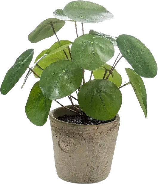 Künstlicher Geldbaum Kai von Aplanta, Höhe: 22 cm - Bild 1