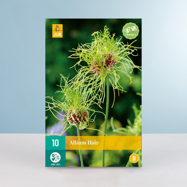 Allium Hair Zierlauch 10 Zwiebeln von BLUME2000 - Bild 1