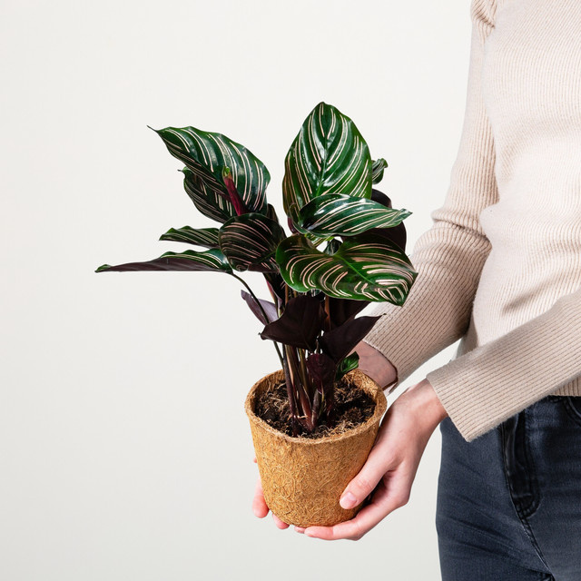 Calathea Sanderiana Zimmerpflanze mit Streifen in grünem Kokostopf von BLUME2000 - Bild 1