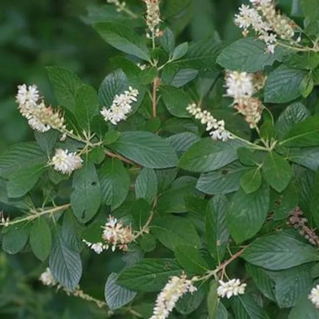 Arborix Clethra alnifolia Zierstrauch mit duftenden weißen Blüten, Höhe: 50 bis 60 cm - Bild 1