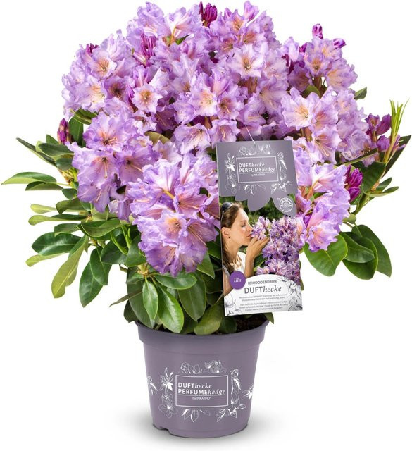 Easydendron Rhododendron Dufthecke Lila, Höhe: 30-40 cm, Topfgröße: 5 Liter - Bild 1