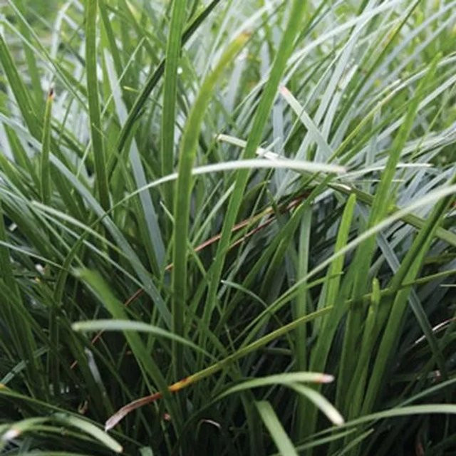 6er Set Arborix Schlangenbart Ophiopogon japonicus als grüne Bodendecker-Pflanze im 9cm Topf - Bild 1
