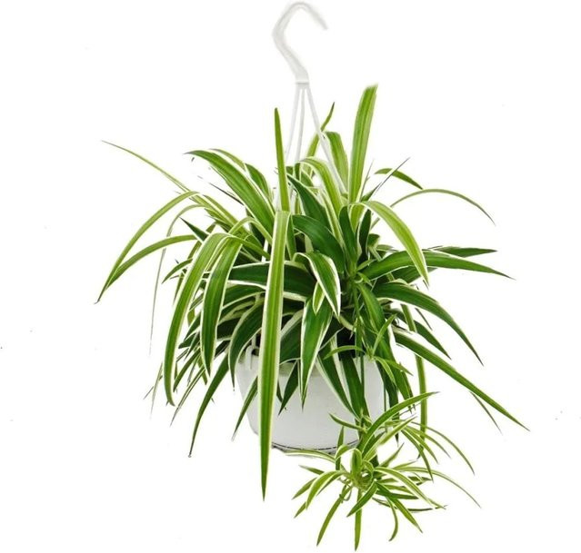 Exotenherz Chlorophytum Grünlilie Ampelpflanze im 15 cm Topf - Bild 1