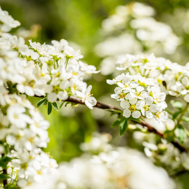 Spiraea Sorte Grefsheim weiß Zierstrauch von Mein schöner Garten Shop - Bild 1