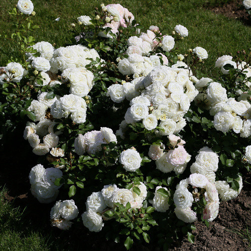 KORDES ROSEN Zwergrose Schneeküsschen mit weißen Blüten, Farbe: Rosa und Weiß - Bild 2
