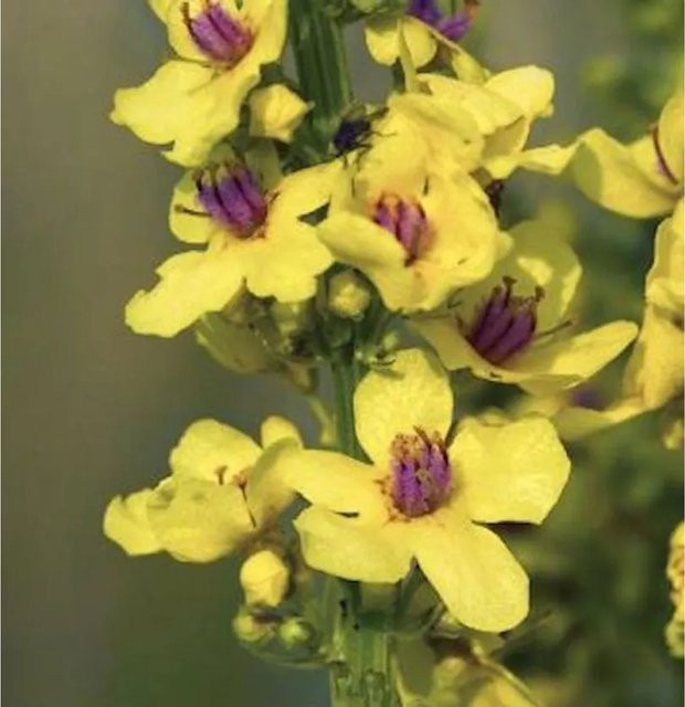 Französische Königskerze Sixteen Candles Verbascum chaixii als mehrjährige Solitärpflanze in Weiß und Gelb - Bild 1