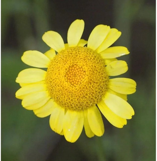 Färberkamille Anthemis tinctoria gelbe Staude von Nr-01.de - Bild 1