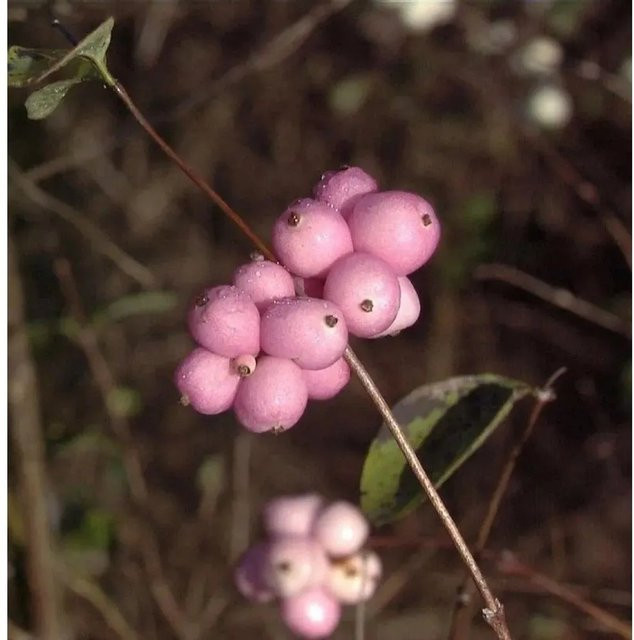 Symphoricarpos doorenbosii Amethystbeere Magical Temptation Pink Beerenstrauch für den Garten - Bild 1