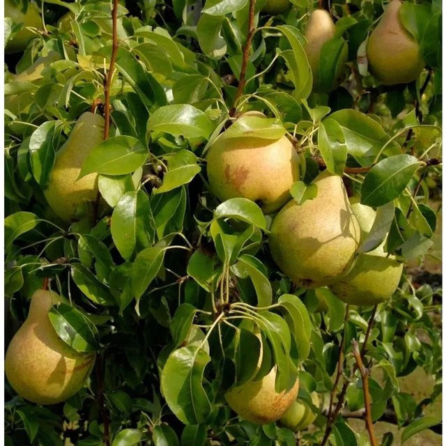 Esperens Herrenbirne Pyrus communis Obstbaum für deinen Garten von Nr-01.de - Bild 1