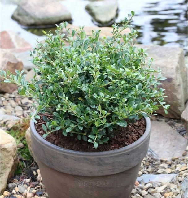Niedrige Bergilex Stechpalme Ilex crenata als grüne Hecke für deinen Garten, Höhe: 15-20 cm - Bild 1