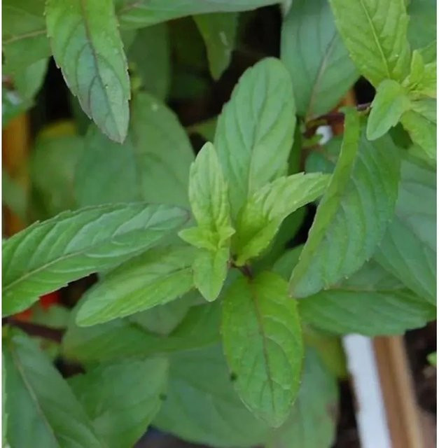 Pfefferminze Mojito Mentha piperita Gewürzpflanze von Die Nr-01.de in Grün - Bild 1