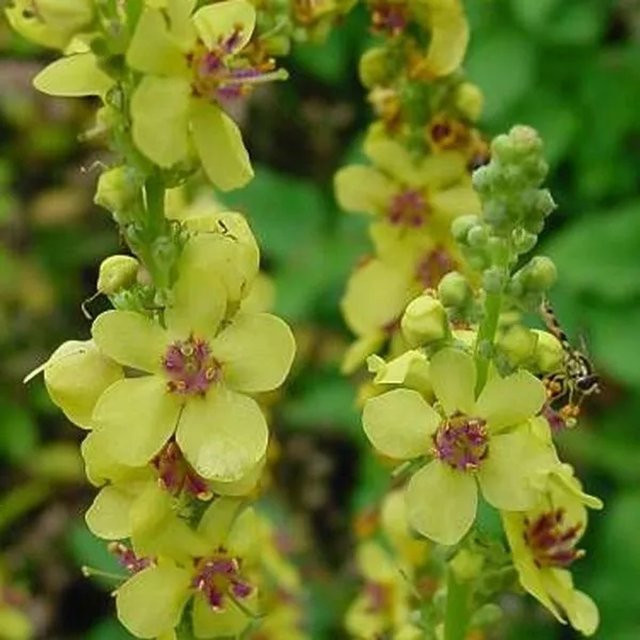 6er Set Königskerze Album Verbascum nigrum von arborix mit weißen Blüten im 9cm Topf - Bild 1