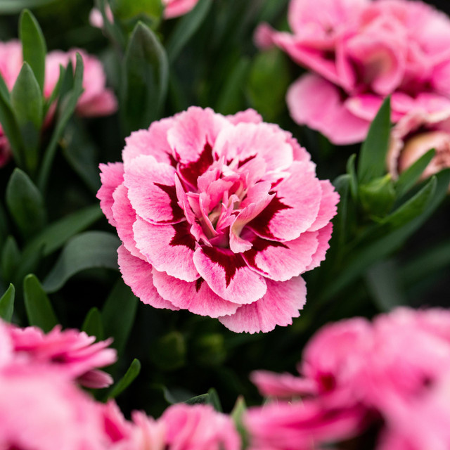 Pinkfarbene Gartennelke Oscar Dianthus caryophyllus von BLUME2000, 3 Stück - Bild 1