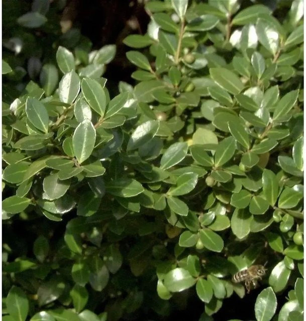 Stechpalme Robustico Ilex crenata als grüner Strauch für Heckenpflanzung oder Einzelhaltung - Bild 1