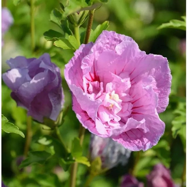 Garteneibisch Hibiscus Lavender Chiffon in Lila, 60-80 cm Höhe - Bild 1
