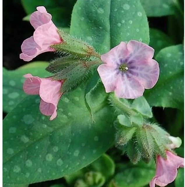 Lungenkraut Pink Dawn Pulmonaria saccharata in Pink von Nr-01.de - Bild 1