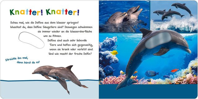 Hör mal rein, wer kann das sein? - Im Ozean, arsEdition, Pappbilderbuch - Bild 1