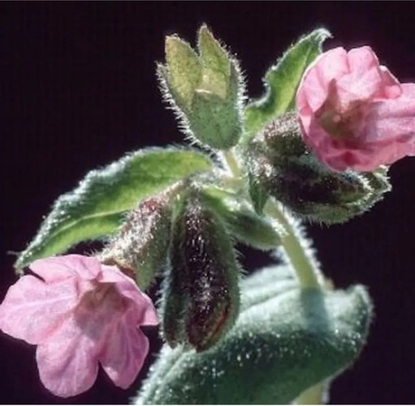 Echtes Lungenkraut Pulmonaria officinalis von Dora Bielefeld als mehrjährige Pflanze im Topf