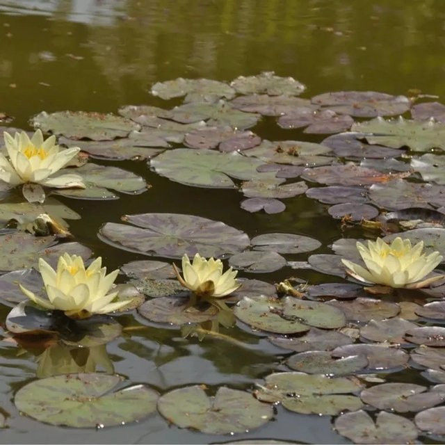 Gelbe Seerose Nymphaea Marliacea Chromatella für Teiche und Gewässer - Bild 1