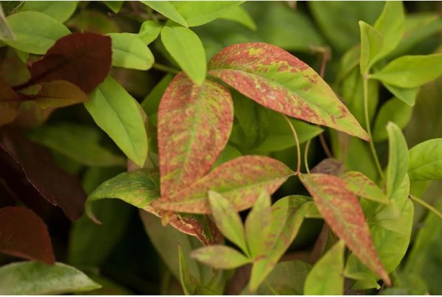 Nandina Domestica Firepower Himmelsbambus Rot, Pflanzen für dich - Bild 1
