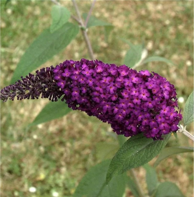 Buddleja Sommerflieder Funky Fuchsia in Pink und Purple als Zierstrauch für deinen Garten - Bild 1