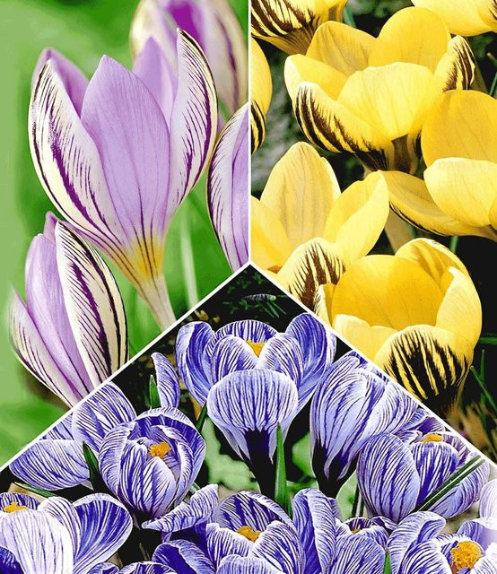 Riesen-Krokus Kollektion - Bild 1