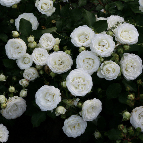 KORDES ROSEN Zwergrose Schneeküsschen mit weißen Blüten, Farbe: Rosa und Weiß - Bild 3