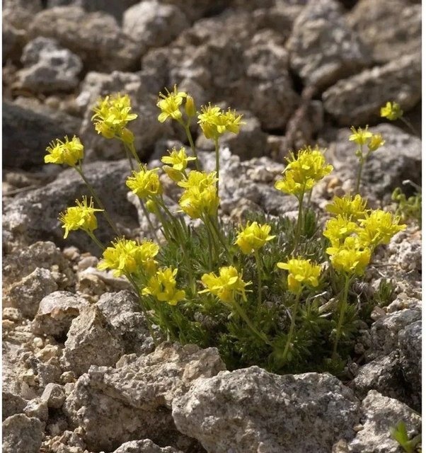 Draba aizoides Immergrünes Felsenblümchen mit gelben Blüten für Garten und Steingarten von Nr-01.de - Bild 1