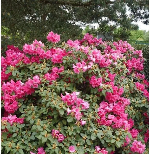 Rhododendron August Lamken Alpenrose (Rhododendron williamsianum) Höhe: 50-60 cm - Bild 1