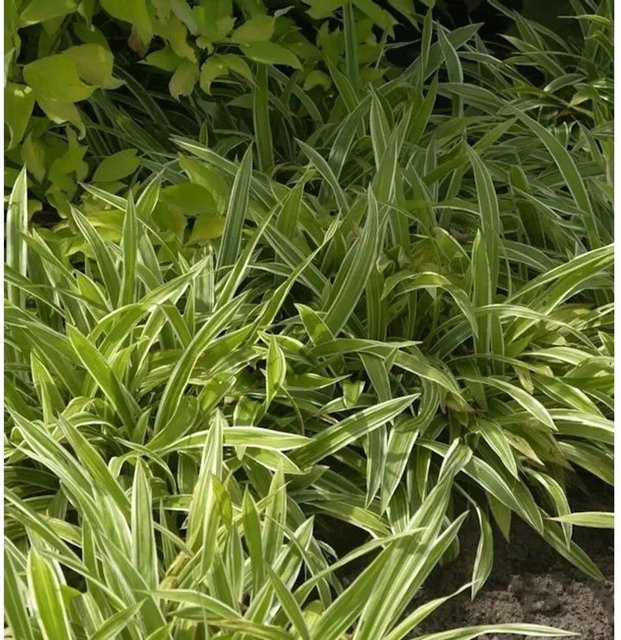 Carex siderosticha Weißbunte Teppich Segge als Bodendecker im Topf - Bild 1
