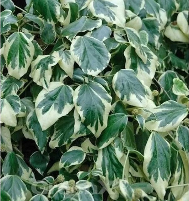 Buntblättriger Kaukasischer Strauch Efeu Hedera colchica, grün, 60-80 cm - Bild 1