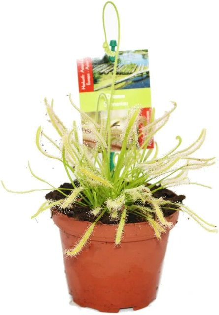 Exotenherz Sonnentau Drosera Capensis Zimmerpflanze im 9cm Topf - Bild 1