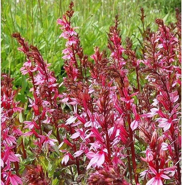 Prachtlobelie Salmon Lobelia speciosa in Pink als mehrjährige Gartenpflanze - Bild 1