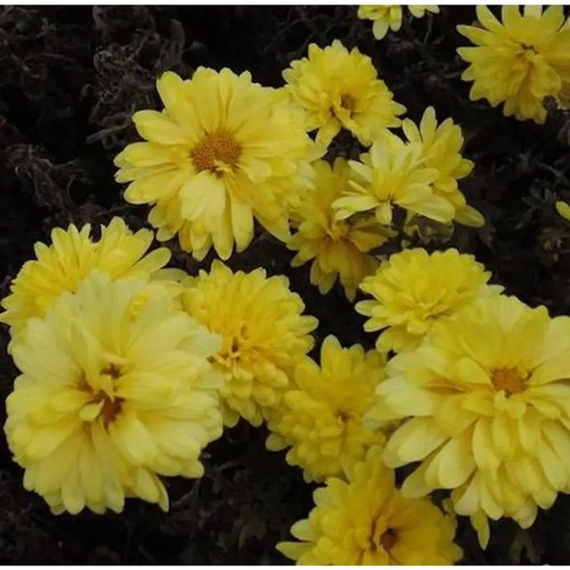 Winteraster Juno Chrysanthemum hortorum als mehrjährige Pflanze für den Garten - Bild 1