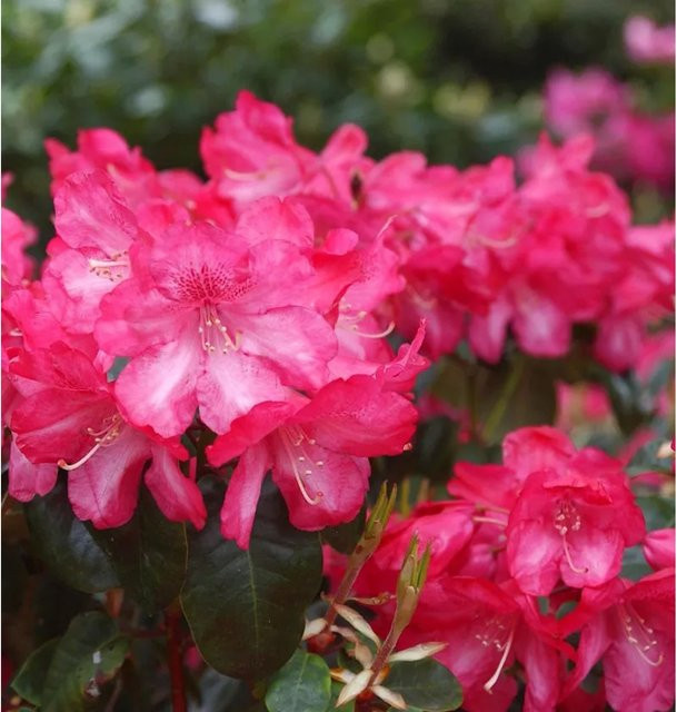 INKARHO Rhododendron Lissabon Rhododendron williamsianum in Pink, 30-40 cm - Bild 1