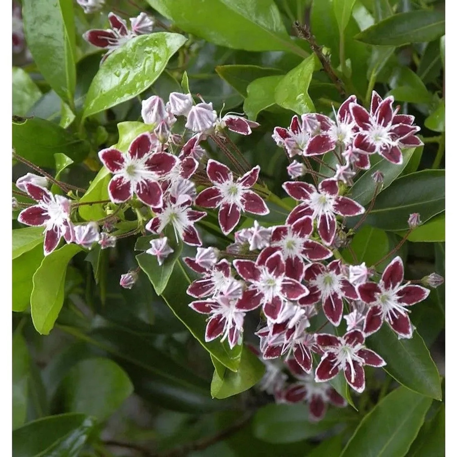 Kalmia latifolia Berglorbeer Galaxy Strauch, Höhe: 30-40 cm - Bild 1